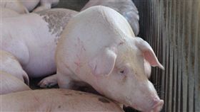 防非洲豬瘟　雲林盼中央訂定一致性措施行政院8日召開跨部會防疫會議，雲林縣政府由副縣長謝淑亞等人出席，在會中提出法令鬆綁、緊急應變措施及爭取補助等，盼中央訂定一致性措施，防堵非洲豬瘟入侵台灣。（資料照片）中央社記者葉子綱攝  108年1月8日