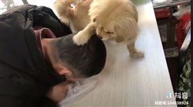狗,巴頭,搶食（圖／翻攝自加藤軍台灣粉絲團 2.0 FB）