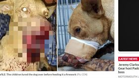 巴拉圭,屁孩,炮竹,流浪狗
https://www.dailystar.co.uk/news/world-news/750355/animal-cruelty-dog-paraguay-san-lorenzo-south-america-world-news