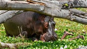 肯亞,漁民,河馬,撕咬,攝影師,恐怖
https://pbs.twimg.com/media/DwU_ENwUYAAj3k5.jpg