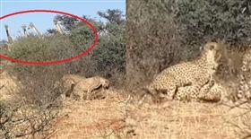 搖滾區！獵豹「兩王戰一后」激烈3P　人類長頸鹿搶偷窺（圖／翻攝自Kruger Sightings YouTube）
