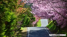 武陵農場,櫻花季,公路總局,疏運,／武陵農場提供