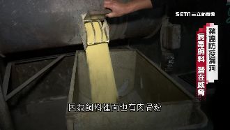 飼料曾染豬瘟病毒　活體拍賣場成溫床