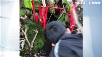 人蔘長腳會亂跑？挖到一半瞬間消失