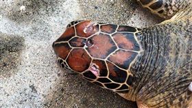 澎湖綠蠵龜頭部遭魚叉刺傷　幸運獲救（1）一隻保育類的綠蠵龜，頭部疑遭魚叉刺傷，擱淺在澎湖城前海域，幸經第七岸巡隊安檢人員發現救援，並由縣府農漁局生態保育科人員將綠蠵龜送往澎湖海龜救護收容中心救護。（澎湖第七岸巡隊提供）中央社　108年1月9日