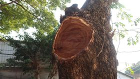 老樹被剪禿　高市爭取列紀念樹木保護（1）高雄市橋頭區明德新村有5棵高樹齡的雨豆樹，其中兩棵日前遭強行修剪只剩樹幹，市府農業局9日會同專家現勘，研議列為特定紀念樹木，免於老樹被毀。中央社記者王淑芬攝　108年1月9日