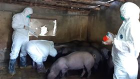 鼓勵用飼料養豬　竹市加碼補助每頭300元新竹市政府9日表示，為輔導廚餘養豬戶加速轉型改以飼料養豬，除符合行政院農委會「廚餘養豬戶購買飼料與廚餘價差補貼」補助條件，最高每頭中央補助2200元外，市府將再加碼每頭豬多補助300元。（新竹市政府提供）中央社記者魯鋼駿傳真　108年1月9日