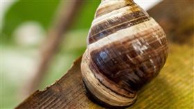  ▲金頂夏威夷樹蝸（圖／翻攝自FB）