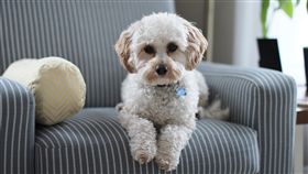 寵物,Lintbells,飼主,狗狗,毛孩,健康