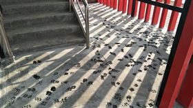 臉書「爆廢公社」