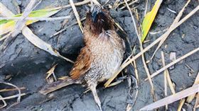 台東農田逾千隻鳥屍  疑遭蓄意下藥（1）台東縣卑南鄉一塊農田發現逾千隻鳥類屍體，承租這塊農地的農民因認同無毒農業理念，田間完全不用農藥，5日稻作收割後，才發現大量鳥類屍體。台東縣政府農業處9日表示，已採鳥屍檢體分別送屏東科技大學鳥類研究室及農業處化驗。（民眾提供）中央社記者李先鳳傳真  108年1月9日