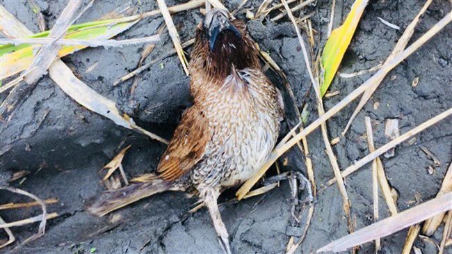 台東農田逾千隻鳥屍　疑遭蓄意下藥