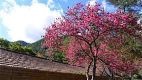 武陵農場山櫻花搶先綻放受暖冬氣候影響，武陵農場內的山櫻花目前已開7成，和去年的開花時間相比，提早了近一個月。（武陵農場提供）中央社記者趙麗妍傳真  107年1月9日