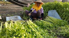 被遺忘的新園芹菜管　8旬阿婆堅持種美味（2）屏東新園鄉80多歲的黃春美堅持種植芹菜管，保存這個曾經維持家中生計的傳統農特產。（農糧署南區分署提供）中央社記者郭芷瑄傳真　108年1月9日