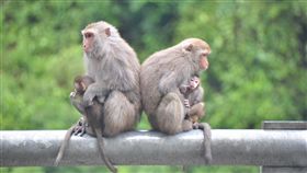 台灣獼猴從保育類名單除名　仍不得任意獵捕台灣獼猴自9日起將從保育類動物名單中正式除名，不過台東縣政府也提醒民眾，儘管除名變成一般類動物，管轄法規也只是從刑法變成行政法，仍然不能隨意獵捕，違者也會受罰。（檔案照片）中央社記者盧太城台東攝　108年1月8日