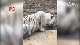 中國大陸,動物園,小白虎,餓肚子,吃土（圖／翻攝自澎湃新聞Youtube）