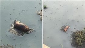 嘉義下埤大排驚現疑死豬！市府已獲報…派員進行確認中（圖／翻攝自綠豆嘉義人臉書）