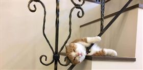 貓,裝死,睡覺（圖／翻攝自爆料公社）