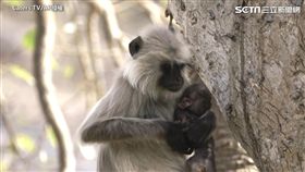 猴媽媽無助地抱著死去孩子。（圖／Caters TV/AP授權）