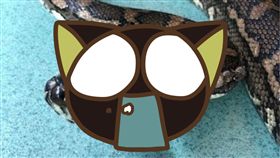 蟒蛇,澳洲,壁蝨,寄生蟲,泳池,泡水,擺脫, 圖／翻攝自臉書https://goo.gl/P51HM4　