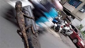 變色龍,偽裝,火星塞,爆廢公社　圖／翻攝自臉書爆廢公社