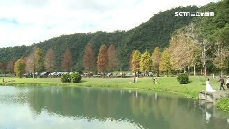 拍照零死角！宜蘭「漸層落羽松」美呆