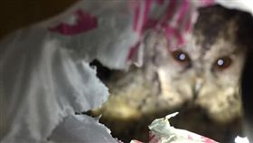 貓頭鷹,領角鴞,築巢,招財納福  （圖／爆料公社）