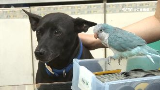 鸚鵡小藍亂咬號　助客刮中100萬