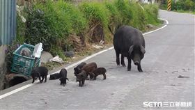 台中一男偷小黑豬、黑豬、豬隻／翻攝畫面
