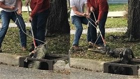 排水溝,鱷魚,捕抓,貓,美國,密西西比州,尋找,探尋,　圖／翻攝自City of Pascagoula臉書　https://goo.gl/Q76mdF