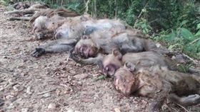 泰國,彌猴,慘死,毒死,下毒,西瓜,覓食,農作物,破壞,　圖／翻攝自泰國網