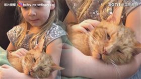 影片授權：IG@bailey_no_ordinary_cat