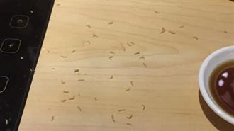 超噁！百貨用餐　驚見桌上白胖蛆蠕動