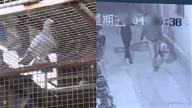 男為報復房東　偷40隻名貴信鴿煮火鍋吃了(圖/梨視頻)