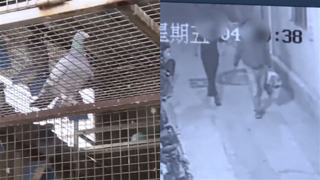 為報復房東！男偷40隻賽鴿當火鍋料
