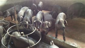 防非洲豬瘟　屏東近期將進行第2次演練屏東縣非洲豬瘟災害應變中心上月27日成立，10日由農業處長黃國榮召開首次會議，他說，屏東縣近期將舉行第2次縣內非洲豬瘟緊急模擬演練，針對畜牧場及堆肥場分別演練。（豬農提供）中央社記者郭芷瑄傳真　108年1月11日