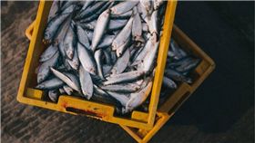 海鮮,魚類,鮮魚　圖／pixabay