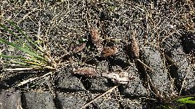 台東農田千隻鳥屍　驗出毒性最強農藥殘