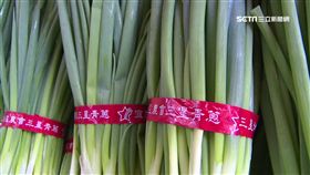 三星蔥拍賣價10年新低 蔥農嘆:不敷成本