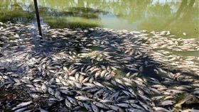 澳洲受乾旱影響的東部河流沿岸，據信漂浮多達100萬條死魚。當局今天警告，料將會有更多死亡事件發生。（圖／翻攝自@NatRuralNews推特）