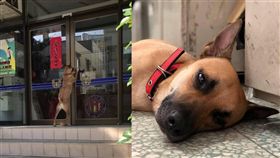 清水警分局光華所警犬「憨吉」／光華派出所提供、翻攝自光華一匹狼臉書