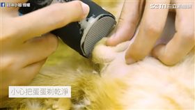 細心幫小貓除私密處毛髮。（圖／好味小姐 Lady Flavor臉書授權）