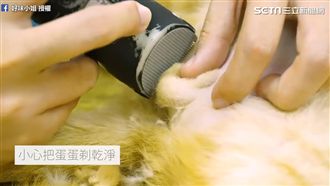 幫貓咪除蛋蛋毛！下鄉體驗絕育志工