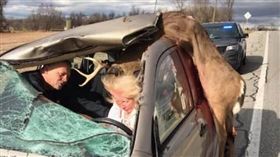 美國,野鹿,車禍,開瓶器,車頂(圖/翻攝自The Hunting Public臉書)