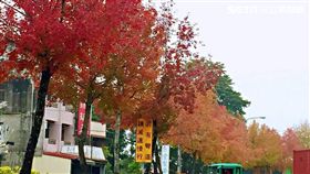 南投竹山鎮省道台三線楓紅、楓樹