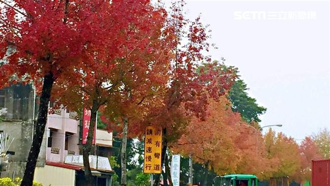 直擊絕美省道　十年首次一片「楓紅」