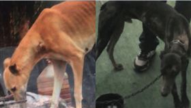 男偷友人狗，怕被發現竟把黃狗染成黑色。（圖／翻攝梨視頻）