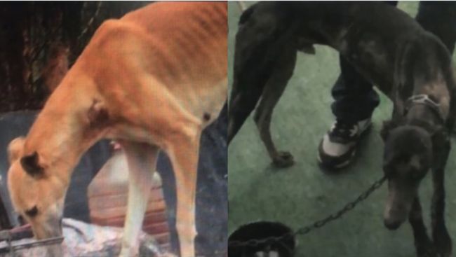 男偷友人狗　竟用染色劑把黃狗變黑狗