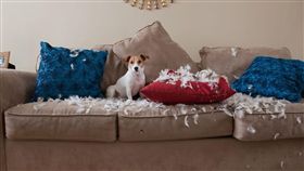 ▲飼養毛孩，心態很重要。（圖／PetTalk：說寵物）