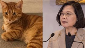 蔡英文總統表示睡前愛貓「蔡阿才」都會陪她看電視。（圖／翻攝自臉書）
